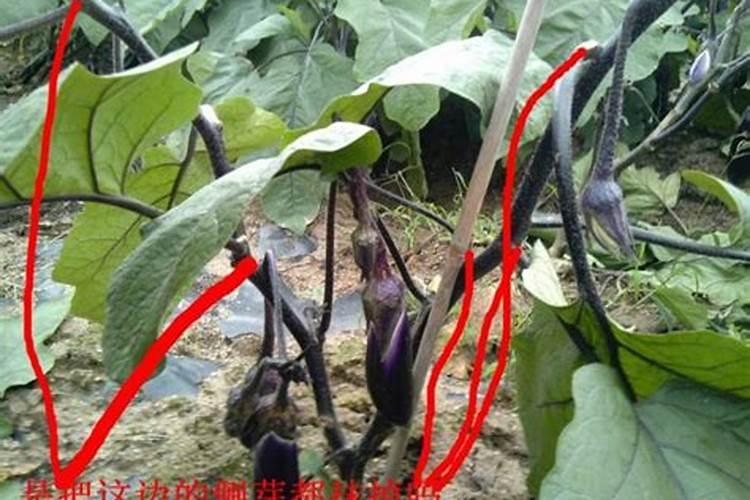茄子上什么肥料能高产