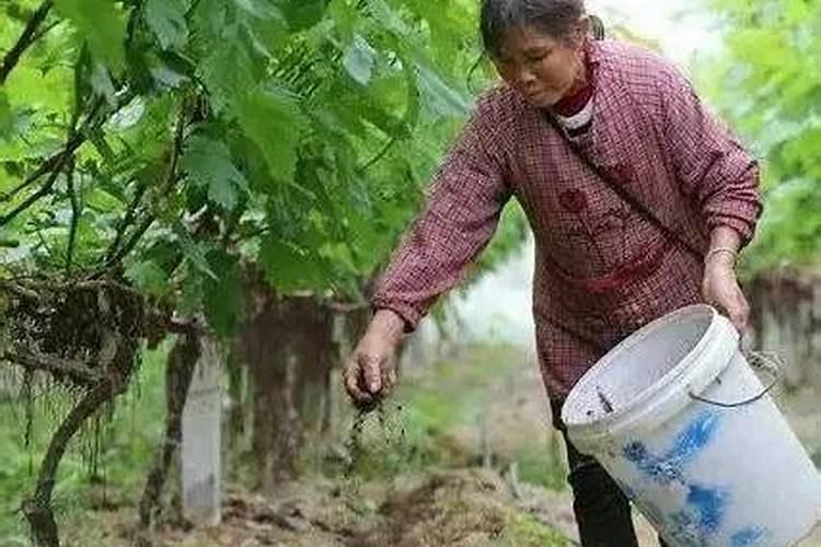 果树施肥不是越多越好