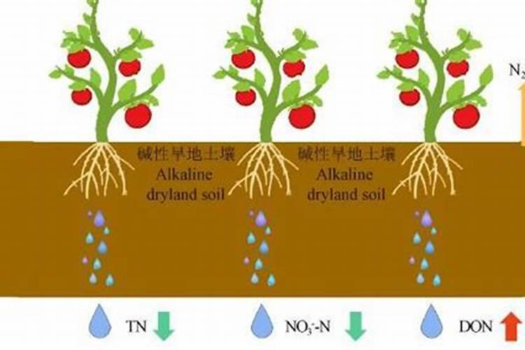 雅萃水溶肥料可以淋得罗汉果苗吗？