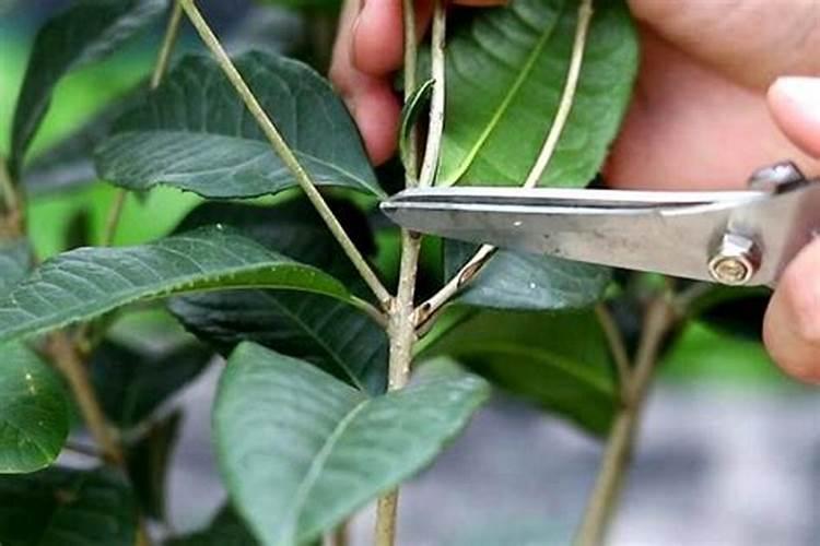 桂园树施肥计术