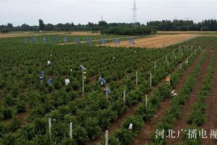 桂圆树采果后怎么施肥 施加什么肥料好