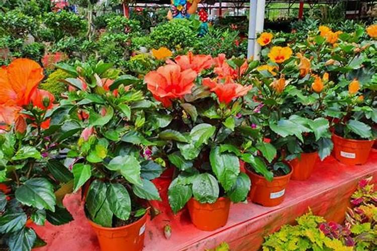 移值大桂园半年施肥叶干还能活吗？