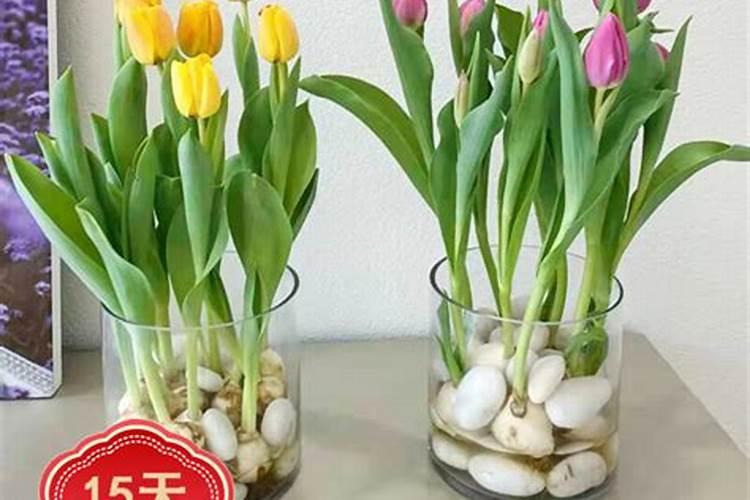 郁金香切花水培生产方法有哪些 郁金香养殖方法