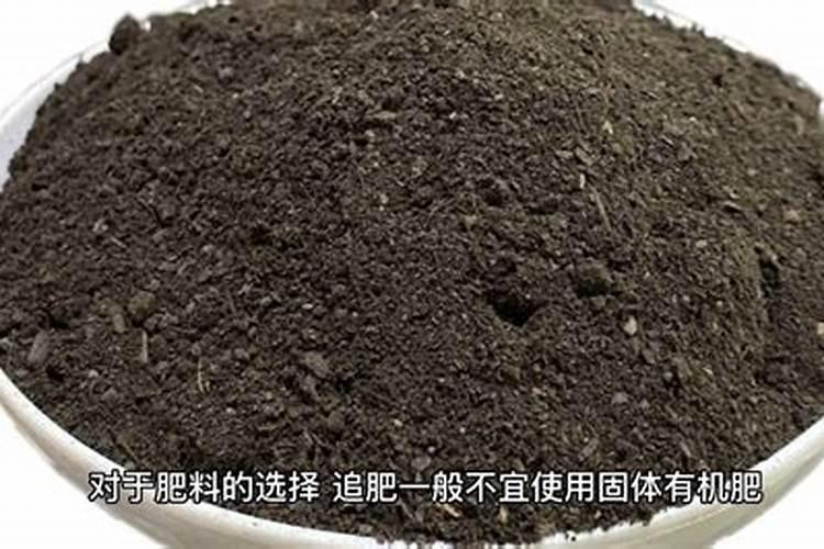 温室大棚草莓头一天冲施完底肥可不可以继续喷施叶面肥？