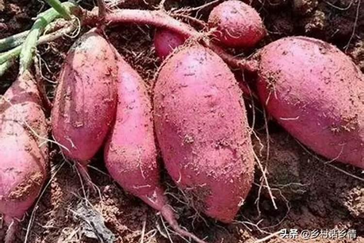 土豆和红薯最怕什么肥料？最喜欢什么肥料？