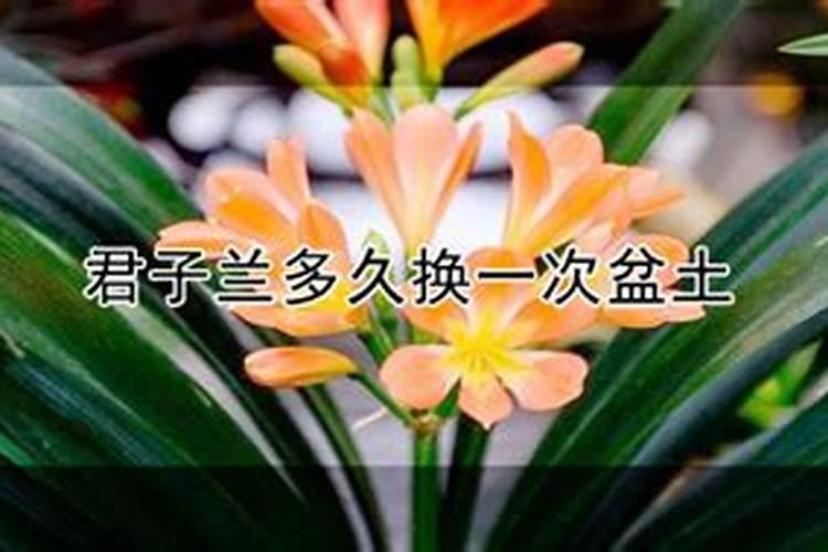 关于君子兰开花后怎么养护