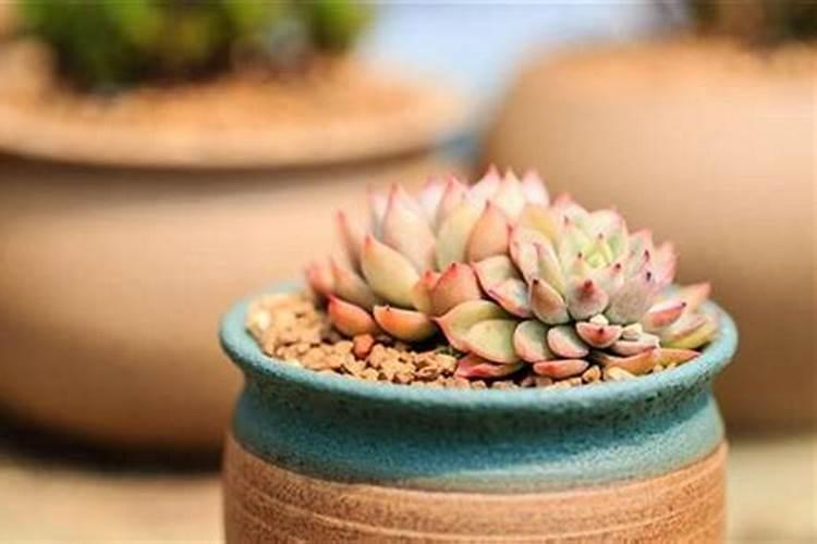 多肉上盆后多久可以施肥 选择合适的时间促进多肉发根