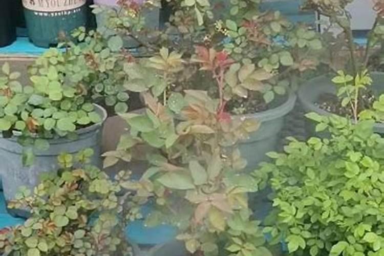 月季为什么要喷施叶面肥杀菌剂添加叶面肥有何作用