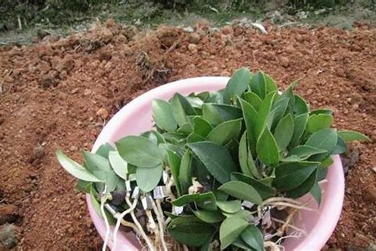 移栽一年的油茶苗能埋施多少尿素？