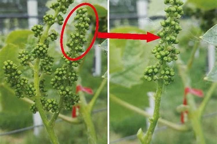 阳光玫瑰葡萄沾无核药时能施高氮肥吗
