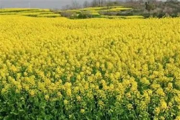 油菜什么时候施硼肥最好