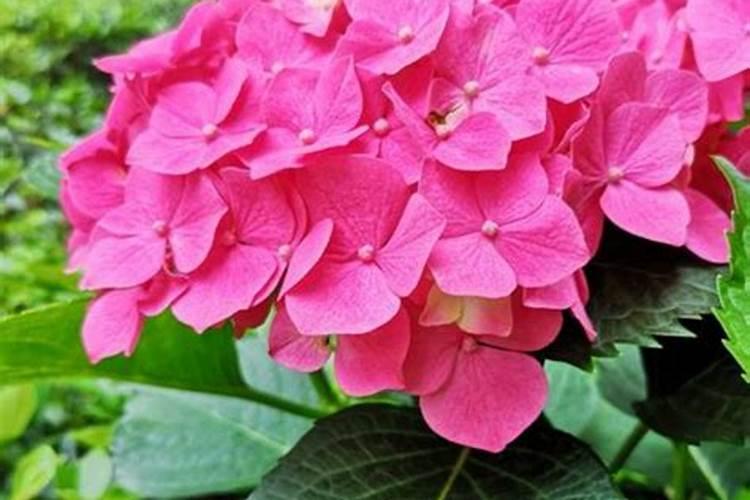 绣球花催花的正确方法
