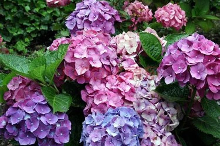 怎么让绣球花开花
