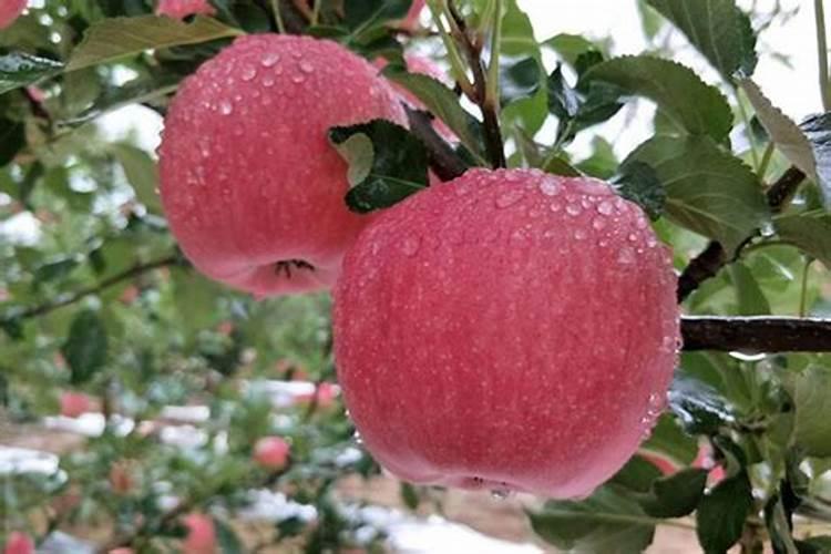 蔬菜如何施肥能高产 蔬菜的施肥方法是什么