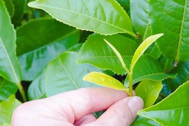 矿源黄腐酸钾能用在茶树上吗？