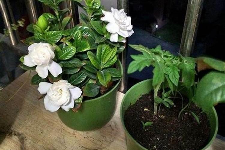 一盆花放了20粒复合肥会怎样 花盆里复合肥放多了怎么补救