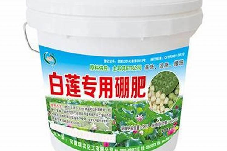 早熟莲藕怎样种植