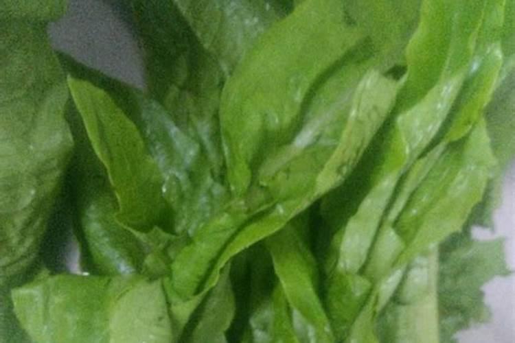 1油麦菜什么病·用什么药