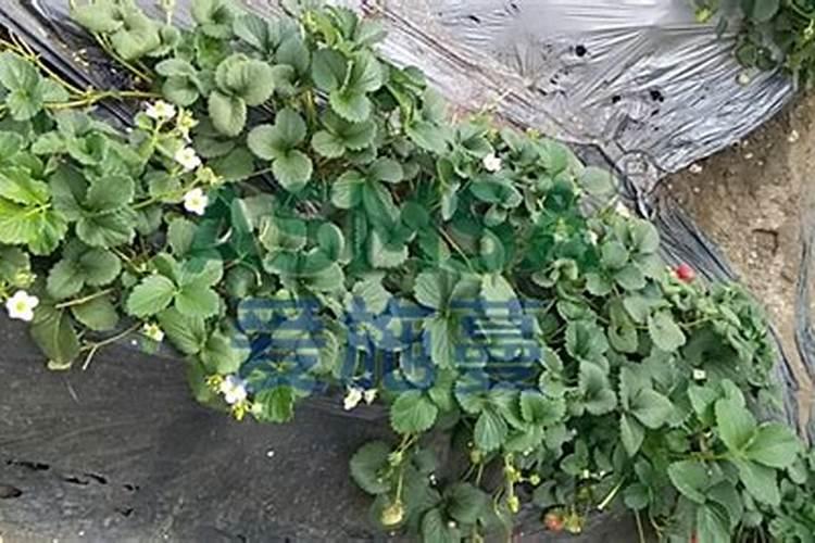 草莓苗种植多久能施肥 怎么施肥才能使草莓长势好