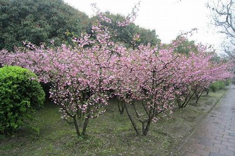 盆栽樱花的养殖方法