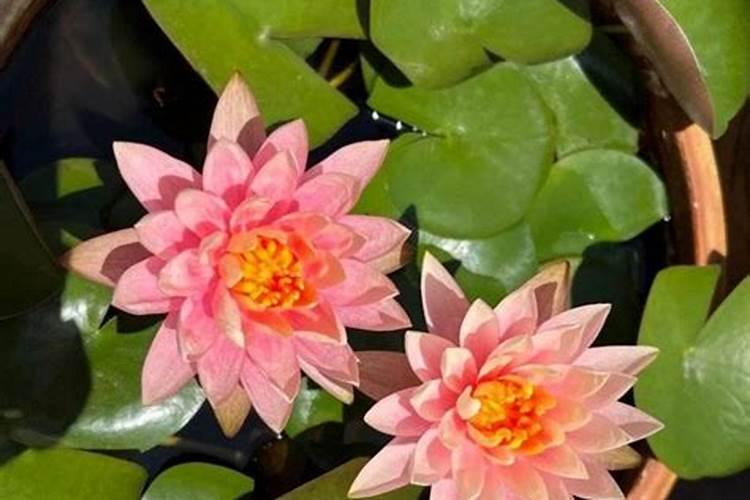 睡莲为什么只长叶子不开花