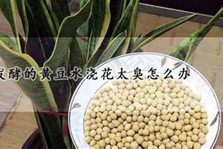 用豆子发酵的水浇花后家里特别臭,该如何去异味呢？
