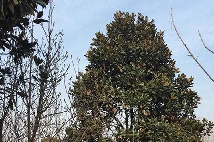 玉兰的养殖方法和注意事项 玉兰树如何养殖和注意事项