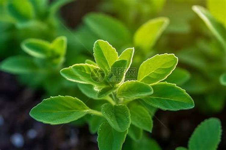 甜叶菊打什叶面肥效果好？