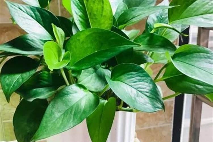 绿萝专用肥能给其他植物用吗？