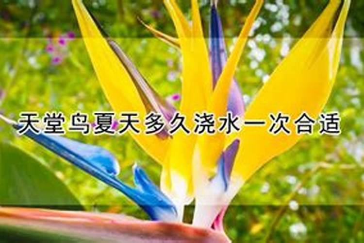 天堂鸟怎么施肥和浇水