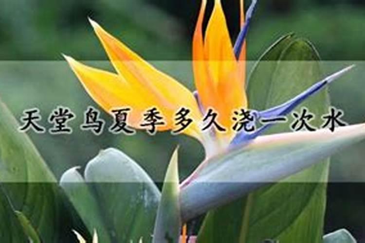天堂鸟如何施肥