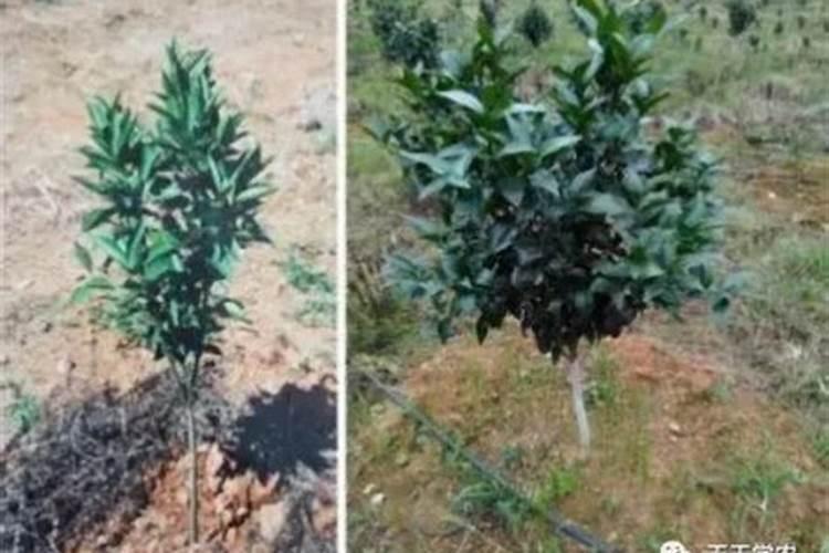 花生开花期打什么药可以达到增产的效果？