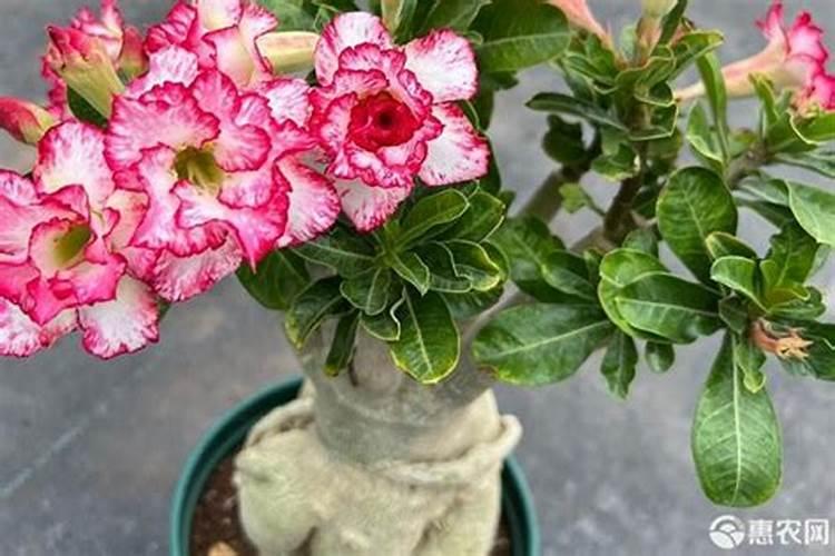 沙漠玫瑰即将开花该如何施肥