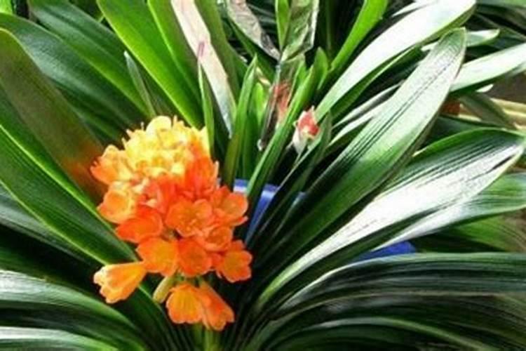 蔬菜黄叶病用什么药防治最好