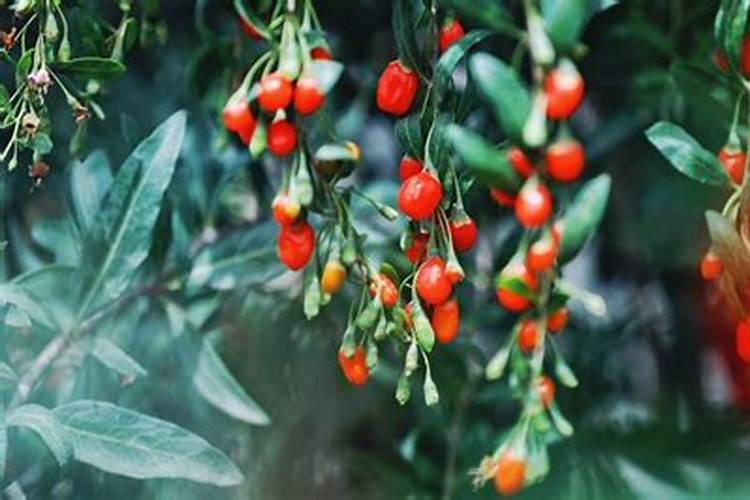 如何栽种玉桂树