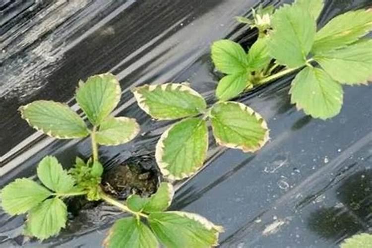 石家庄耘田生物技术产品有哪些