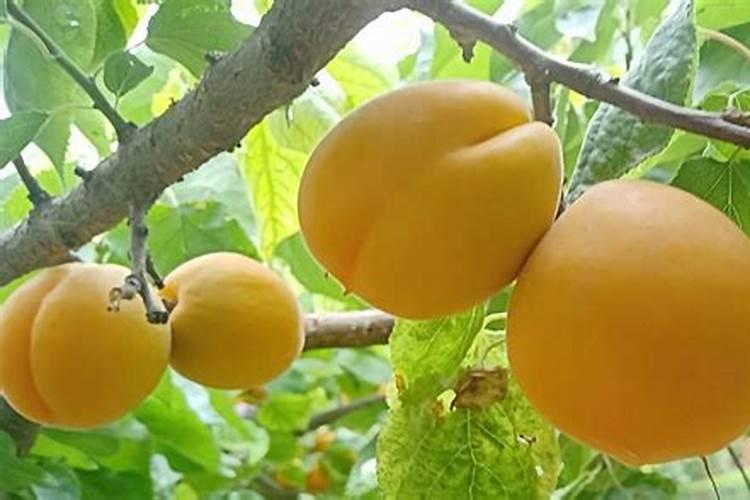 杏子烂了后的汁液能浇栀子花吗？