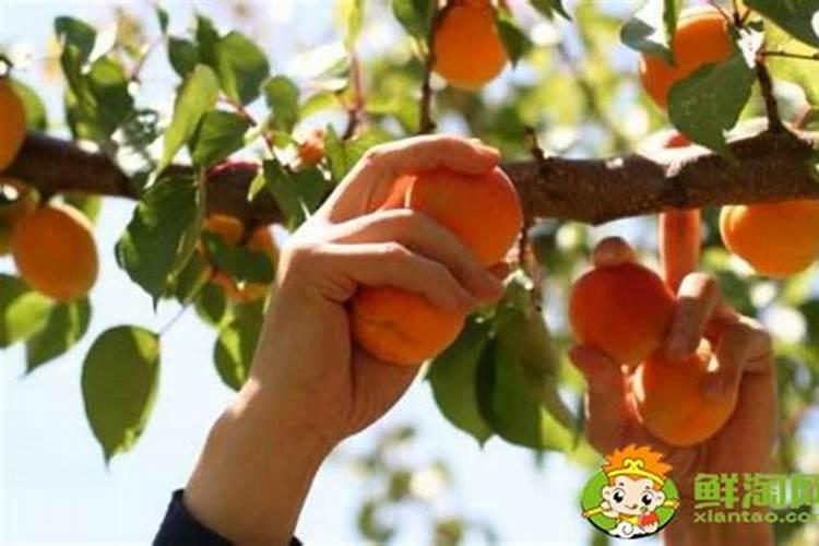 刚摘的杏子怎么处理