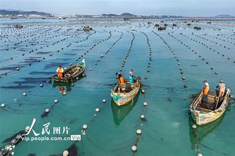 海带怎么种的人工种植