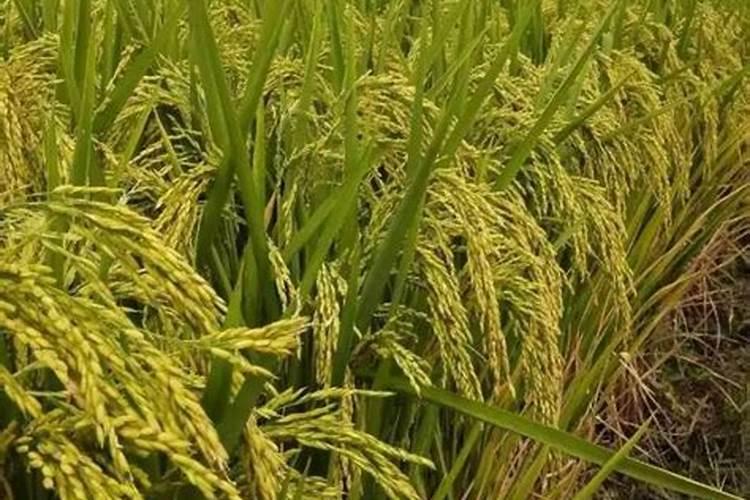 怎样自制磷钾肥,盘点5种家庭自制磷钾肥的方法