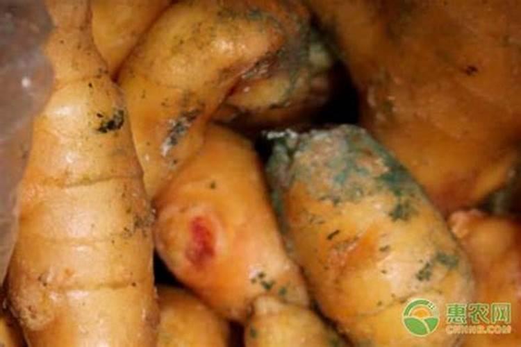 生姜皮可以做肥料吗