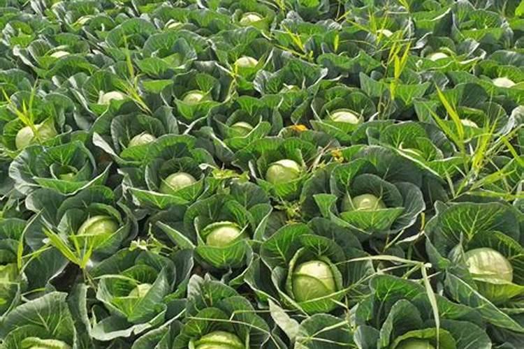 叶面肥喷施禁忌