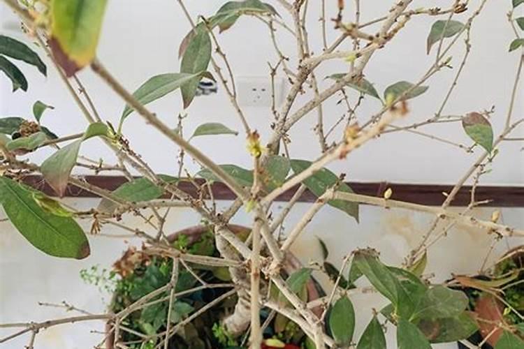 桂花开花前的用肥方法