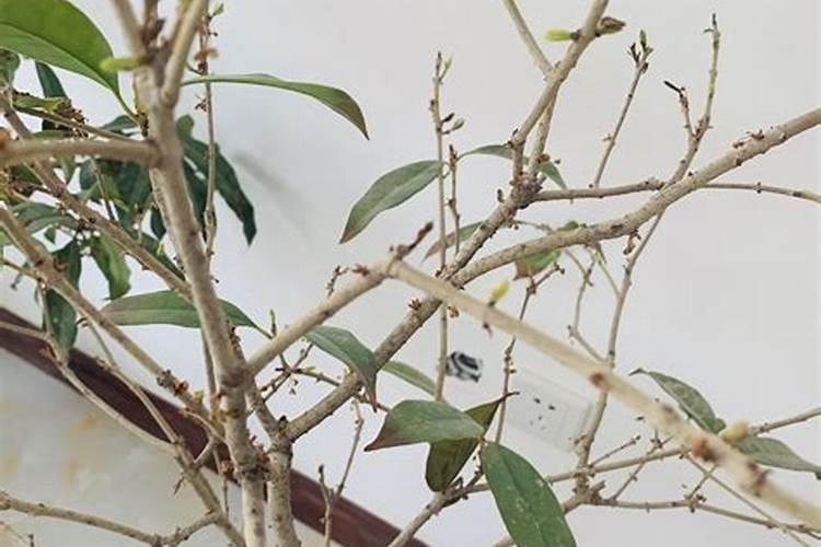 磷酸二氢钾能给桂花叶面施肥吗？有哪位花友知能说一下好吗？谢谢了