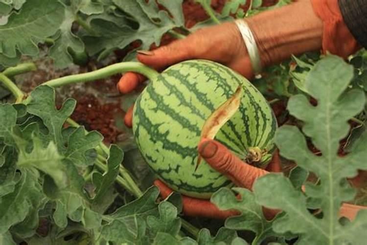 种植西瓜用什么肥料最佳