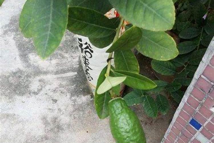 柠为什么不能用于人名柠条树的寓意和象征是什么柠檬树的寓意是...