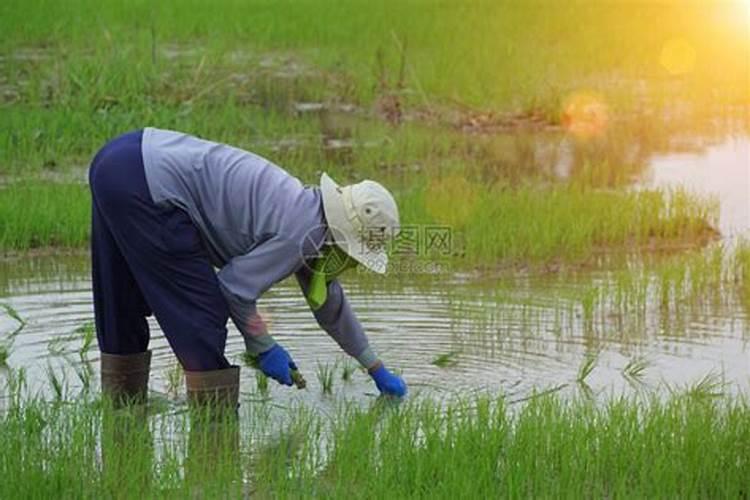 水稻铁锈病到底怎么治疗