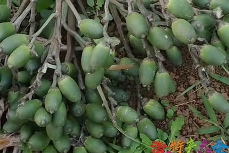 槟榔施肥多久才被吸收