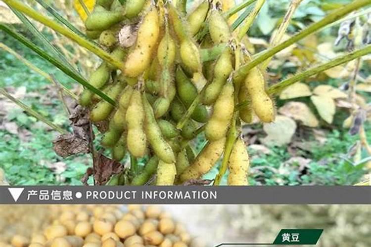 大豆用什么肥料追肥