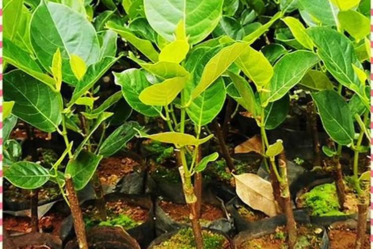 菠萝蜜施什么肥最好